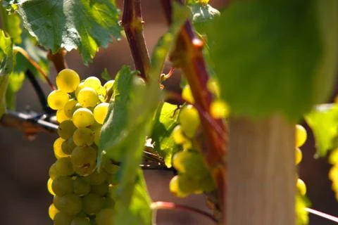 Grapes Stock Photos