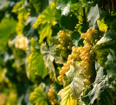 Grapes Stock Photos