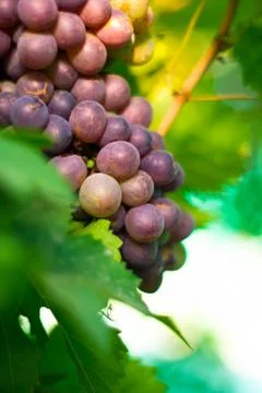 Grapes Stock Photos