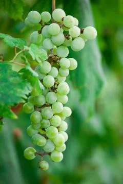 Grapes Stock Photos