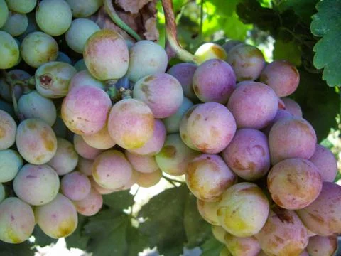 Grapes Stock Photos