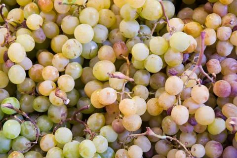 Grapes Stock Photos