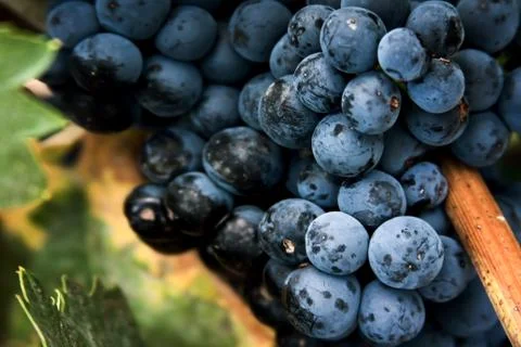 Grapes Stock Photos