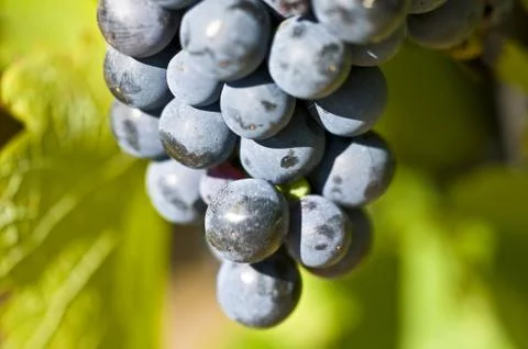 Grapes Stock Photos