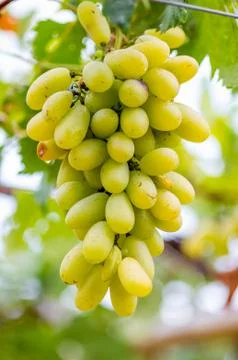 Grapes Stock Photos