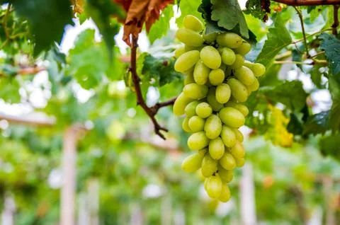 Grapes Stock Photos