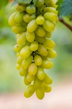 Grapes Stock Photos