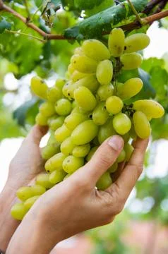 Grapes Stock Photos