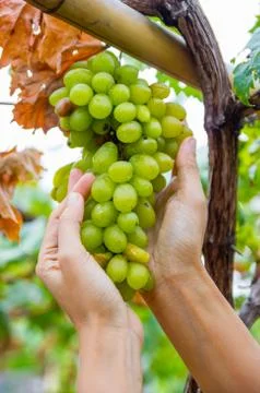 Grapes Stock Photos