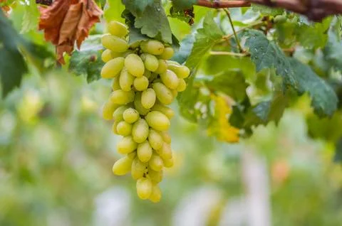 Grapes Stock Photos