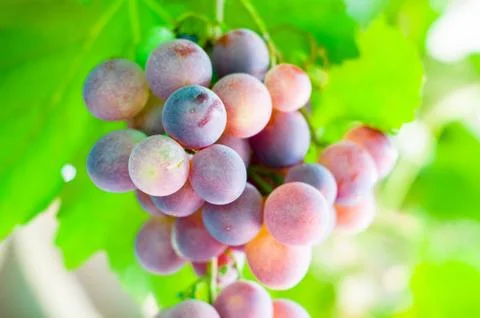Grapes Stock Photos