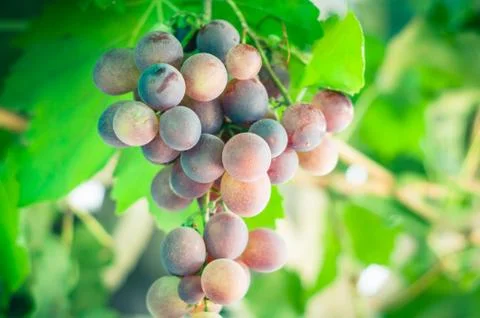 Grapes Stock Photos