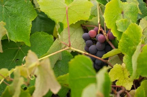 Grapes Stock Photos