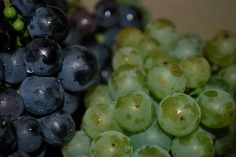 Grapes Stock Photos