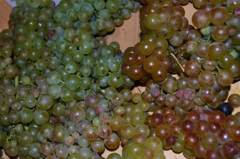 Grapes Stock Photos