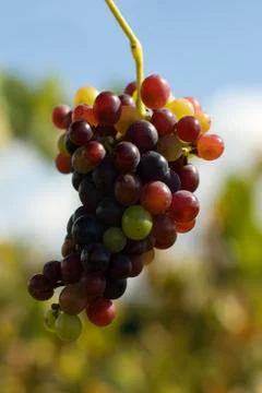 Grapes Stock Photos