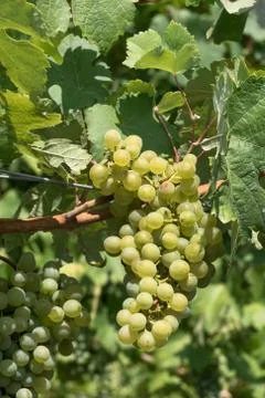 Grapes 스톡 사진