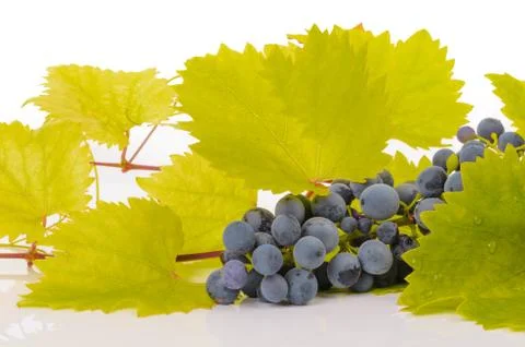 Grapes Stock Photos