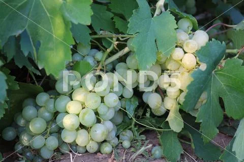 Grapes Stock Photos