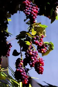 GRAPES Stock Photos