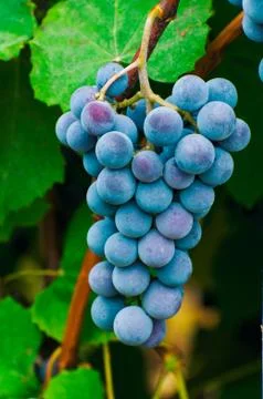 Grapes Stock Photos