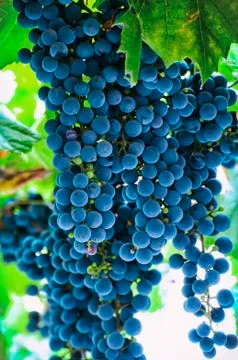 Grapes Stock Photos