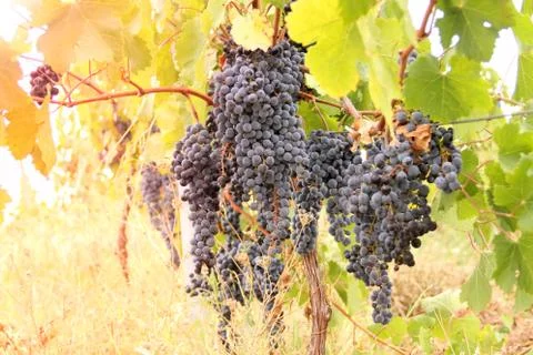 Grapes Stock Photos