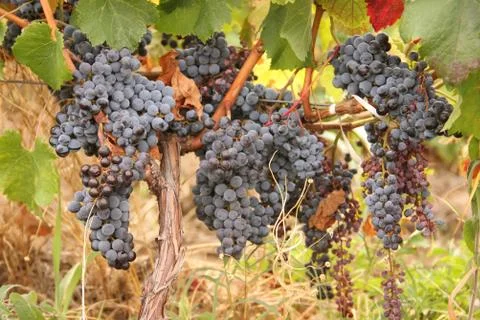 Grapes 스톡 사진