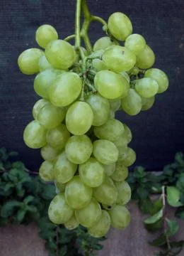 Grapes Stock Photos