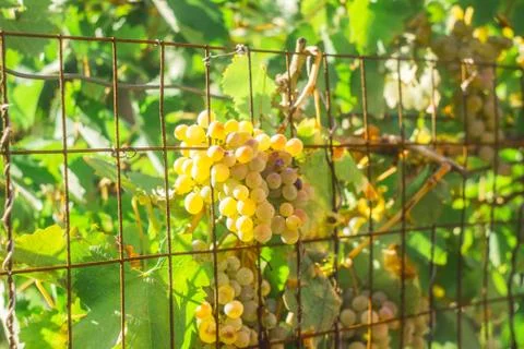 Grapes Stock Photos