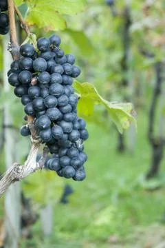 Grapes 스톡 사진
