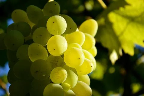 Grapes Stock Photos