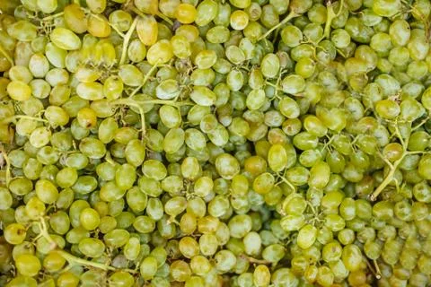 Grapes Stock Photos