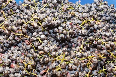 Grapes Stock Photos
