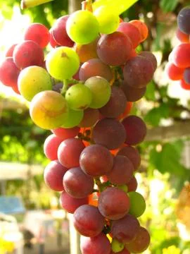 Grapes Stock Photos