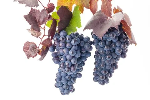 Grapes Stock Photos