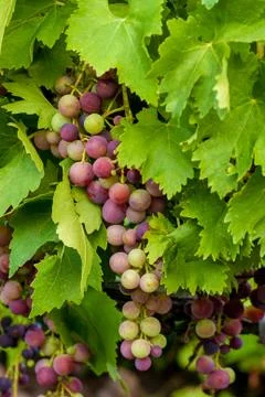 Grapes Foto stock