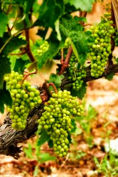 Grapes 스톡 사진