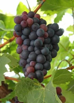 Grapes. Stock Photos