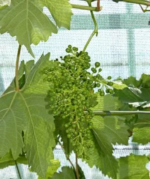 Grapes. Stock Photos