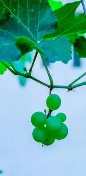Grapes Stock Photos