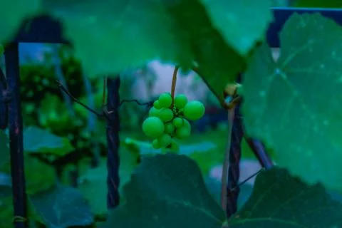 Grapes Stock Photos