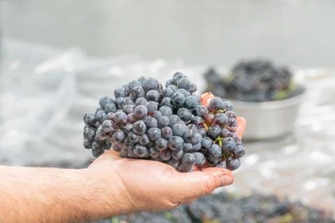 The grapes of pinonoir in the hand of the winemaker before processing Stock Photos