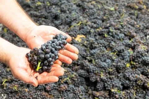 The grapes of pinonoir in the hand of the winemaker before processing Stock Photos