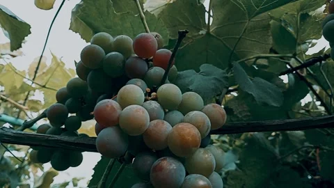 Grapes on the plantation. Stock Footage 281659448