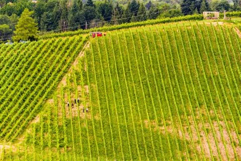 Grapes plantation green rows pattern Stock Photos