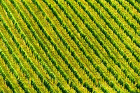 Grapes plantation green rows pattern Stock Photos
