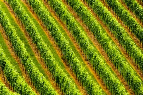 Grapes plantation green rows pattern Stock Photos