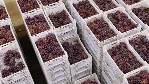 Grapes in plastic crates stored in the warehouse products. Stock Footage 165720558