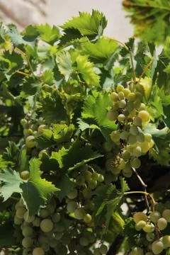 Grapes in the provence Stock Photos